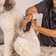 WAHL PET MAX50+ 1251-0472 Επαγγελματική Κουρευτική Μηχανή Ρεύματος για Κατοικίδια BLDC | 1.5 mm | Κουρευτικές μηχανές για κατοικίδια στο smart-tech.gr