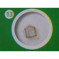 Levenhuk Παρασκευασματα P12 Σετ 12Τμχ Φυτα | Αξεσουάρ για Μικροσκόπια στο smart-tech.gr