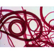 LEVENHUK  ΠΑΡΑΣΚΕΥΑΣΜΑΤΑ ΣΕΤ 80τεμ | Αξεσουάρ για Μικροσκόπια στο smart-tech.gr